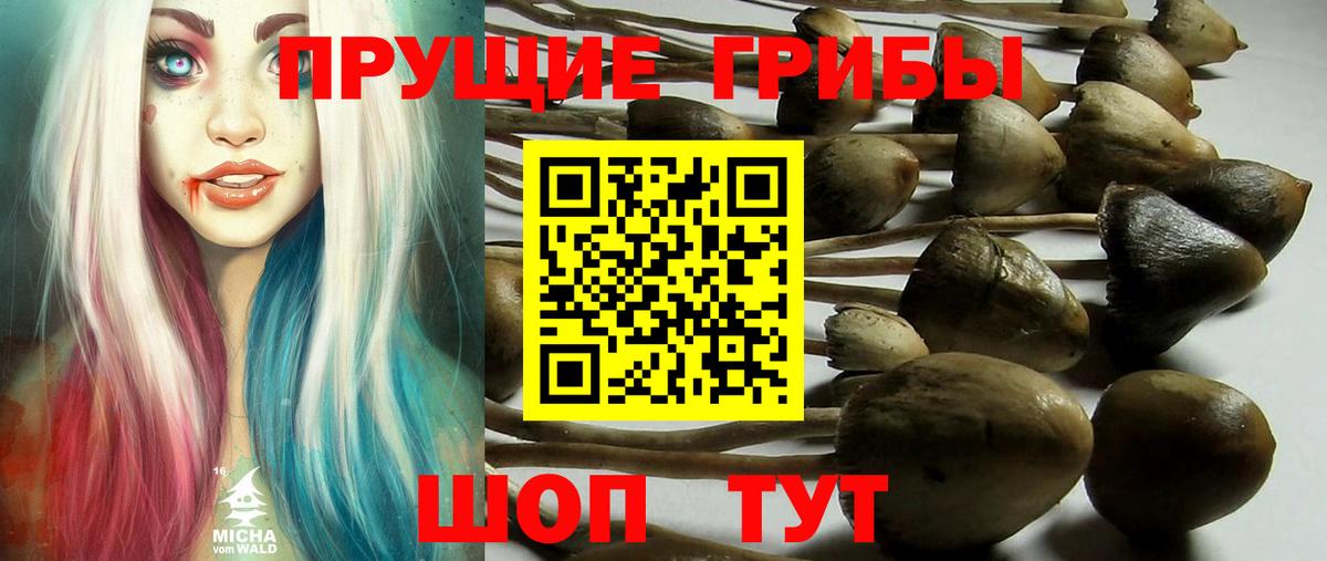 Псилоцибиновые грибы Cubensis Кстово